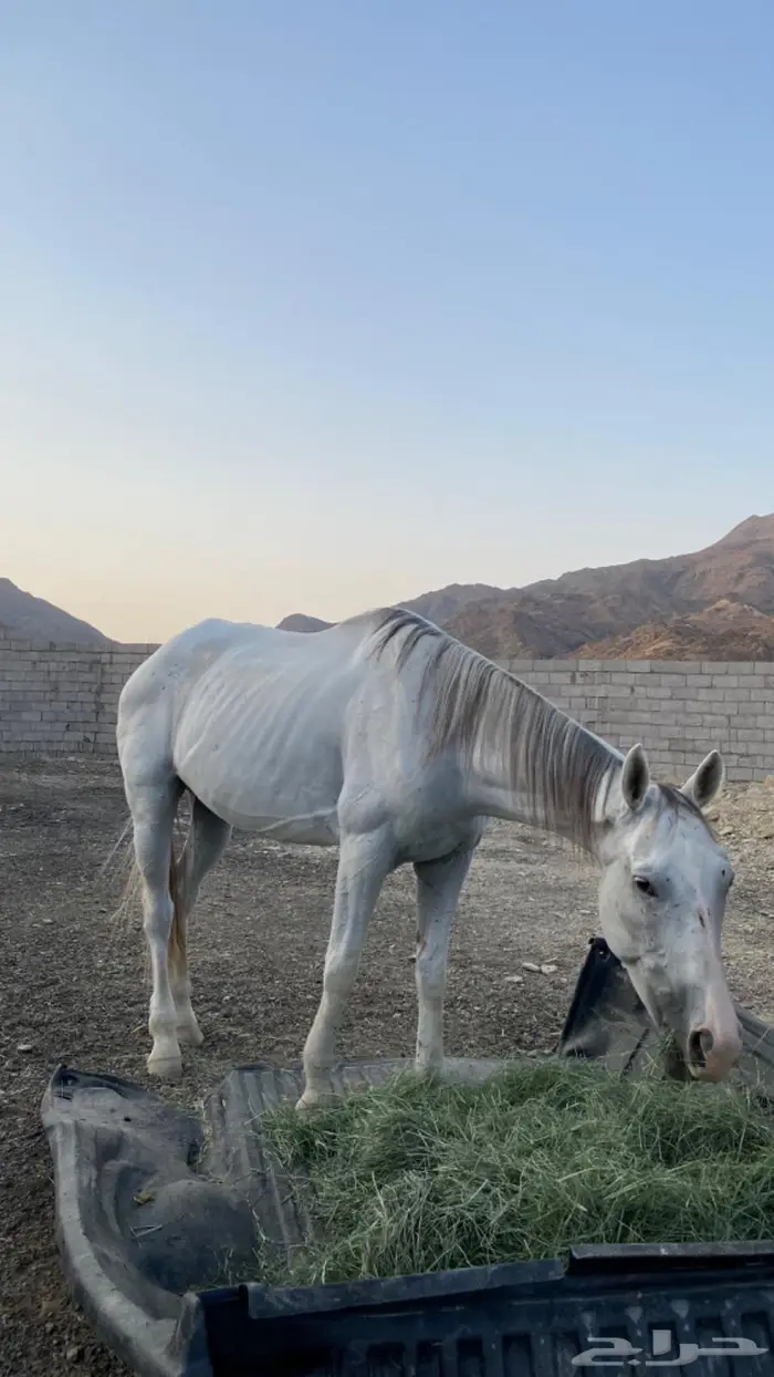 عسير 2