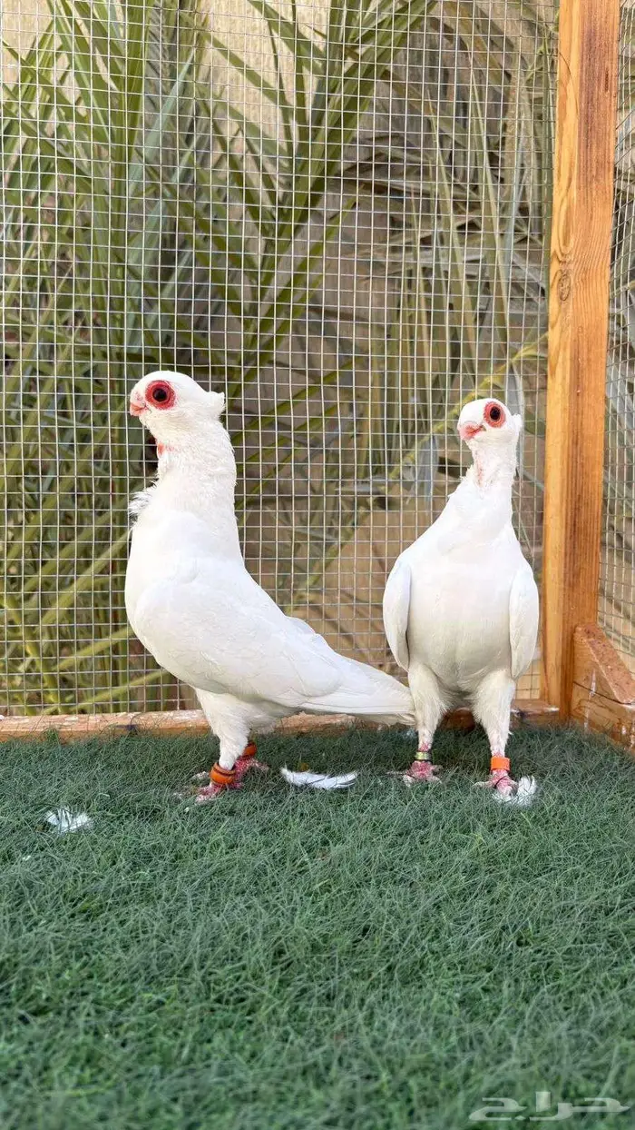 حمام بولندي 2