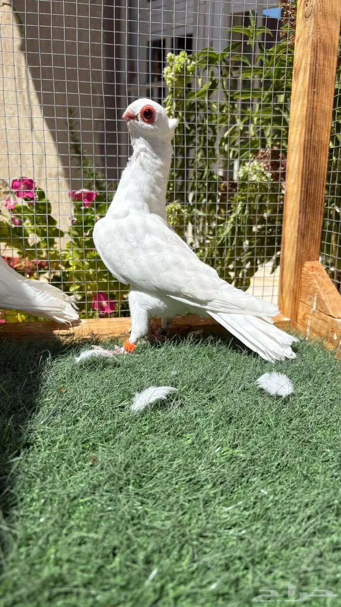 حمام بولندي 1