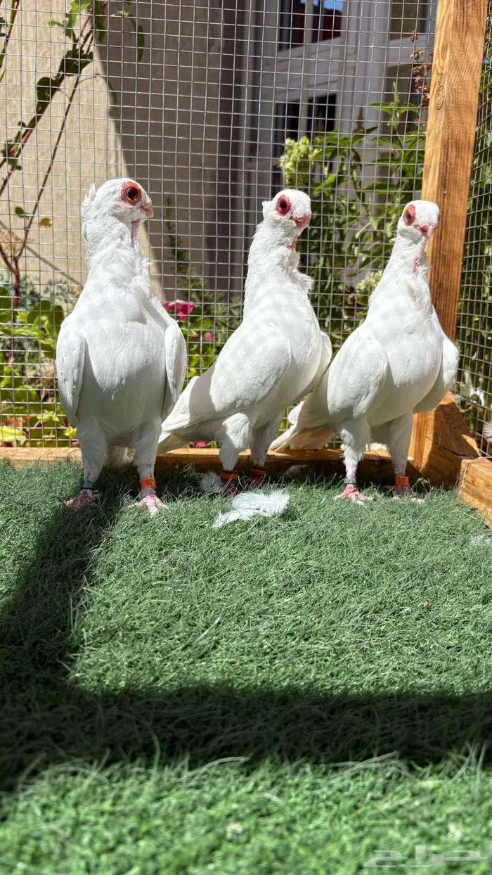 حمام بولندي 5