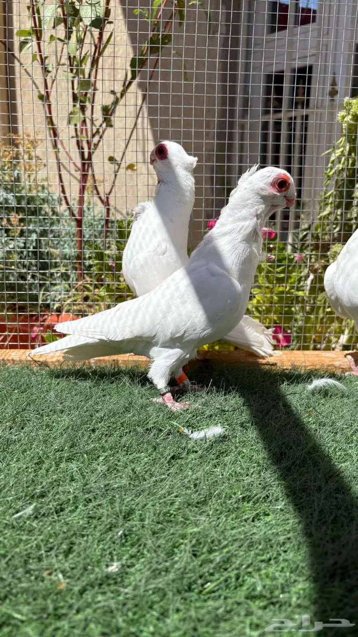 حمام بولندي 6