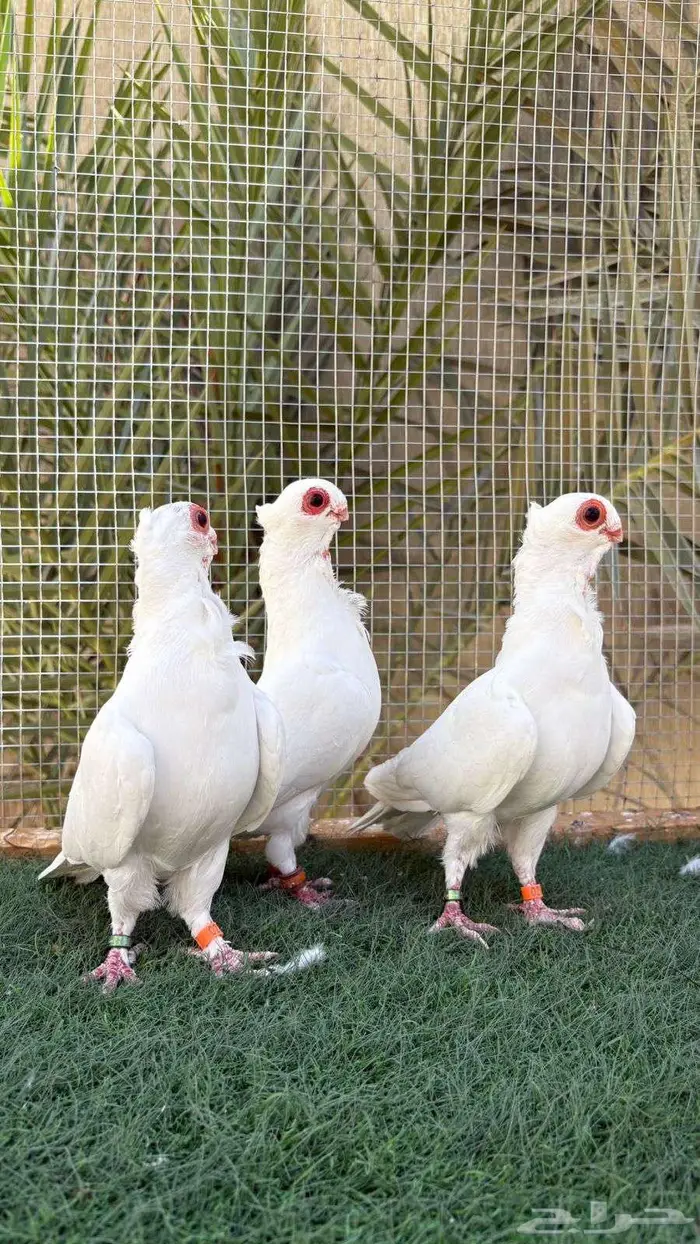 حمام بولندي 3