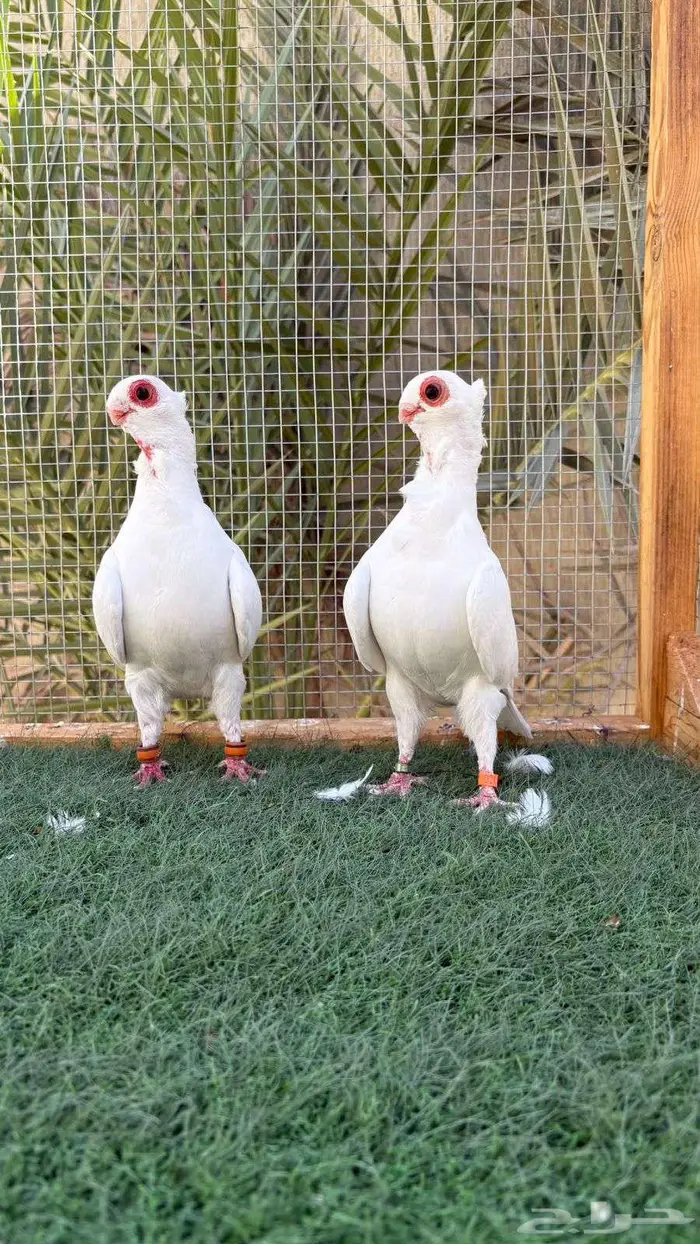 حمام بولندي 0