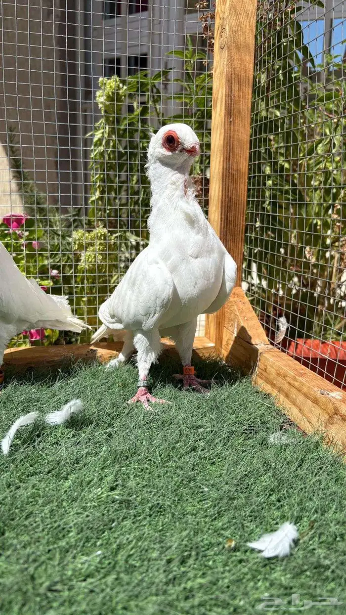 حمام بولندي 4