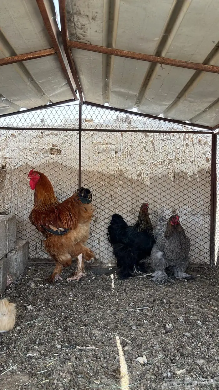 للبيع 5