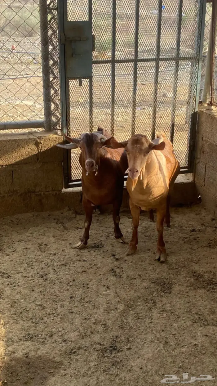 السلام عليكم ورحمة وبركاته 3