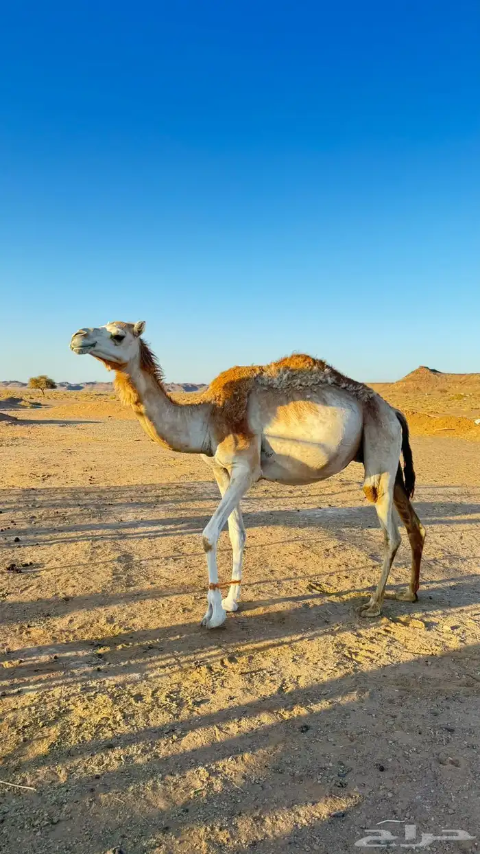 ناقه بنت غزيلان للبيع 0