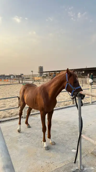 مهر شعبي للبيع 3