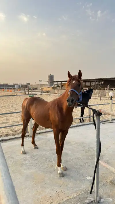 مهر شعبي للبيع 7