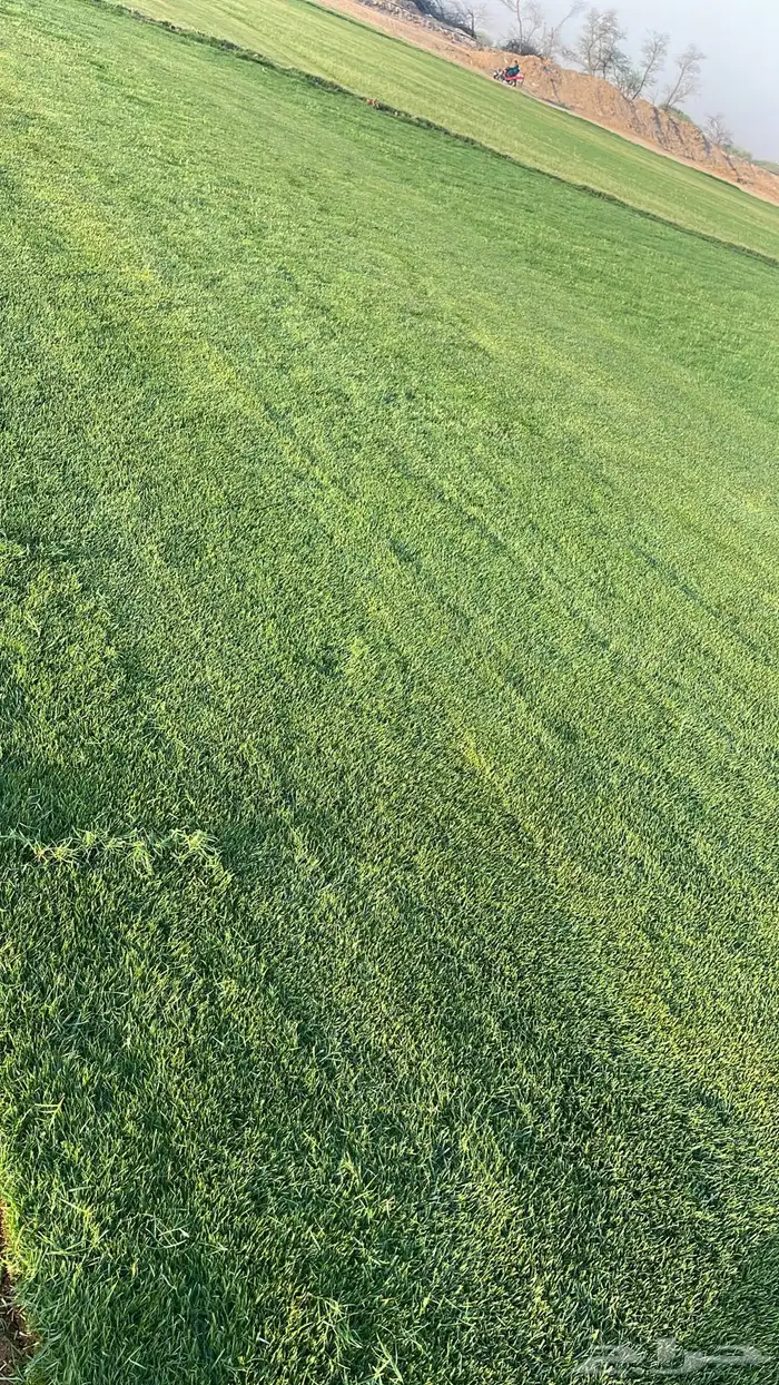 نجيل طبيعي C2000 0