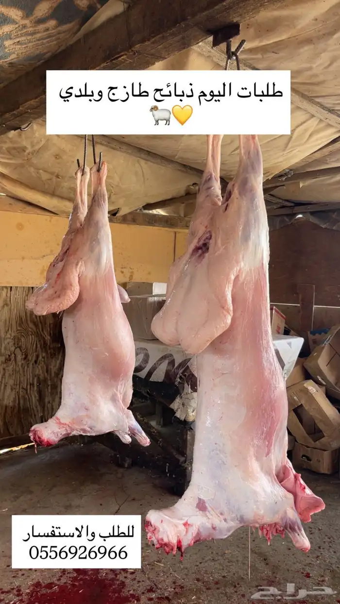 نعيمي طازج بلدي 13