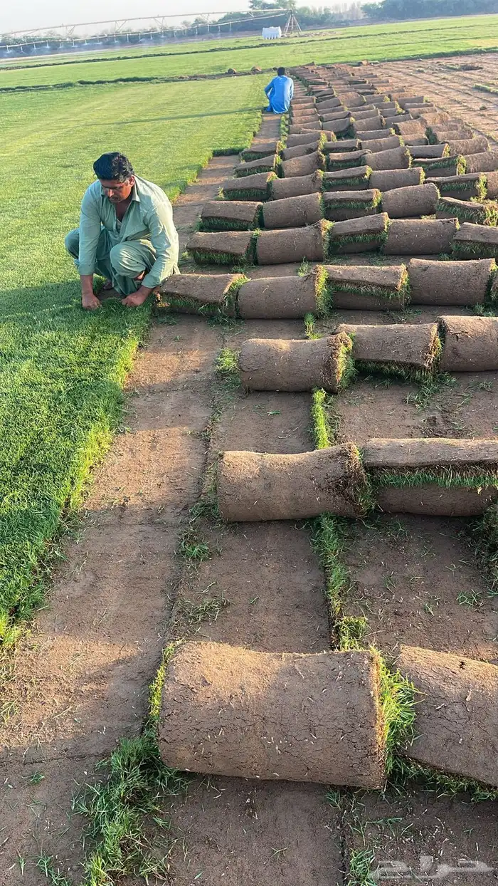 نجيل طبيعي C2000 1