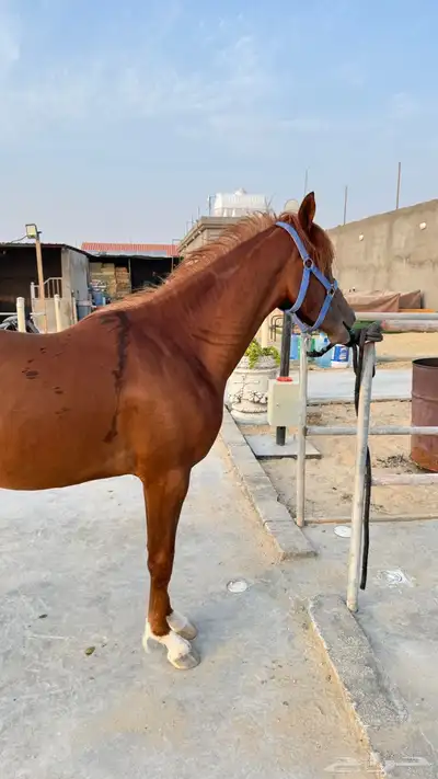 مهر شعبي للبيع 2