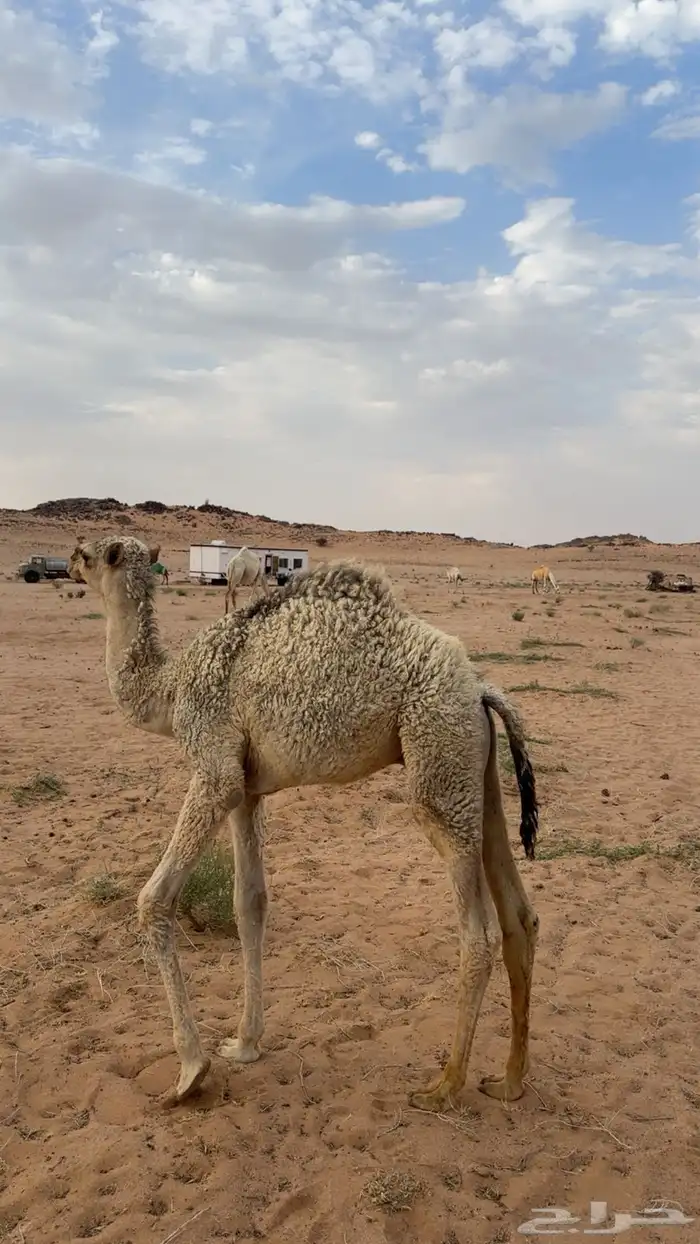حاشي لباني 0