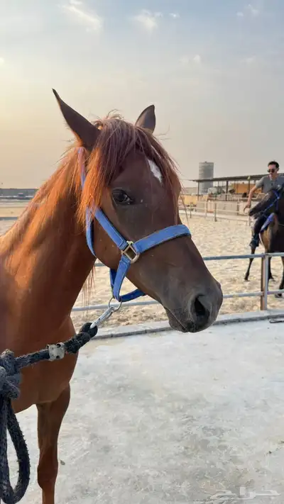 مهر شعبي للبيع 5