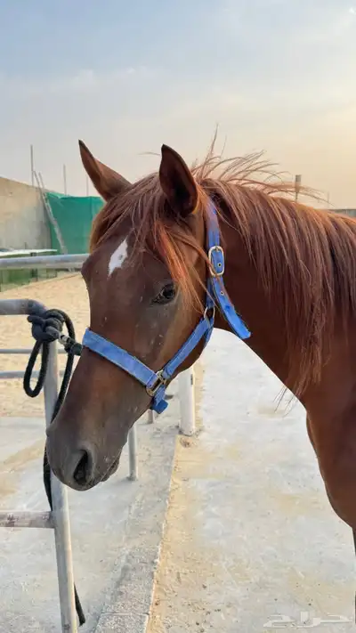 مهر شعبي للبيع 0