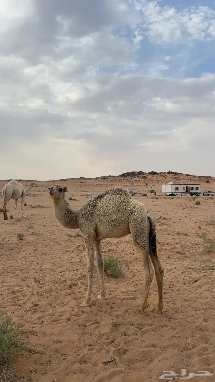حاشي لباني 1