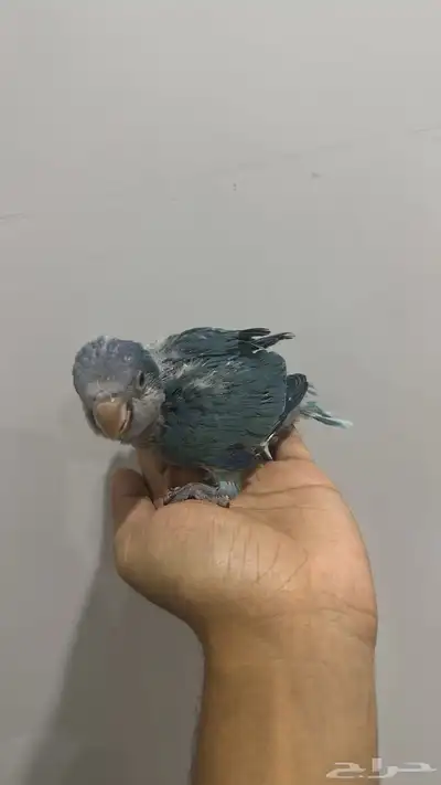 فرخ كويكر 0
