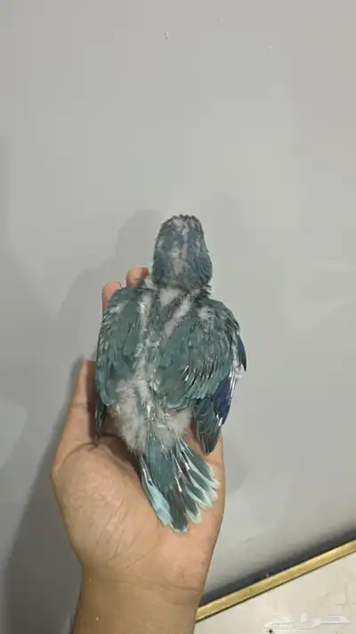 فرخ كويكر 1