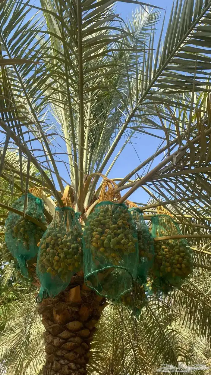 نشتري ثمره النخيل راس النخله الشرقيه فقط 0