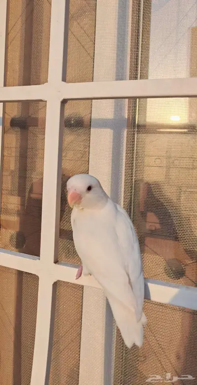 للبيع جميعا دون تفريد 0 الخاص مهمل 1