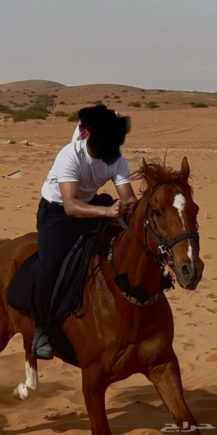 حصان انقليزي 3