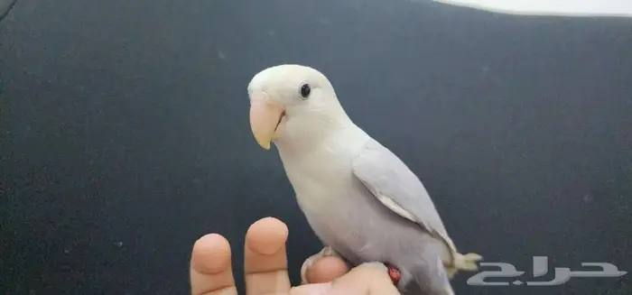 ببغاء روز اليف 4