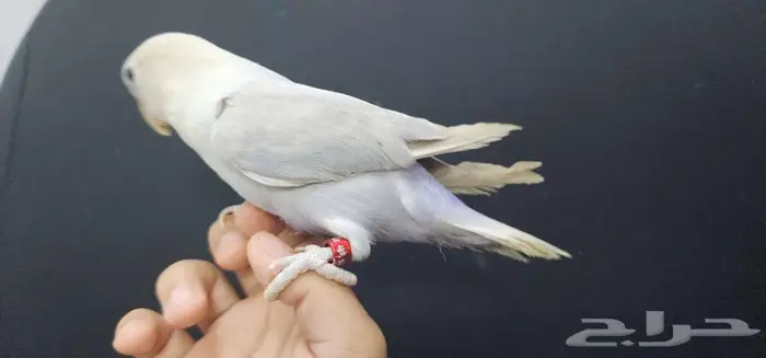 ببغاء روز اليف 3