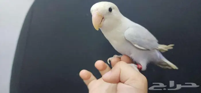 ببغاء روز اليف 1