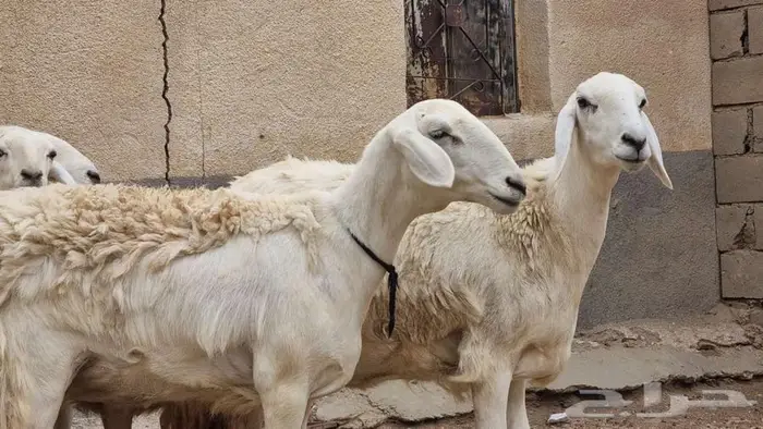 رخال صنف 4