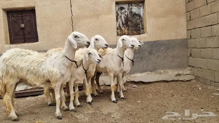 رخال صنف 2