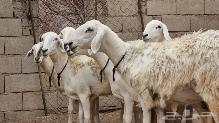 رخال صنف 3