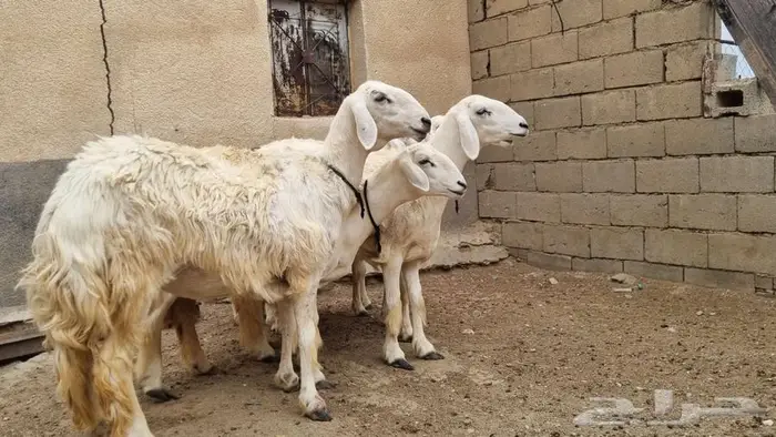 رخال صنف 0