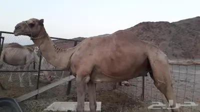 ضبا 0