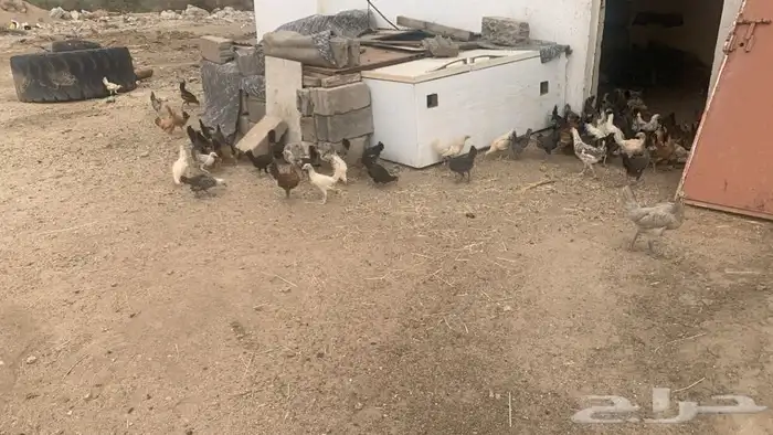 فروخ دجاج بلدي 2
