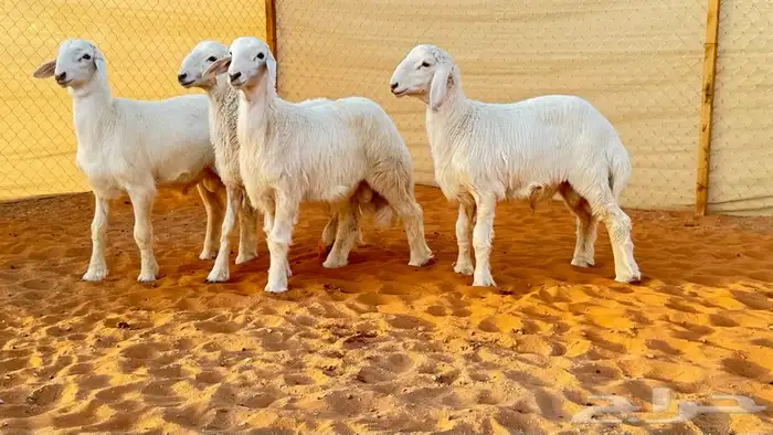 ابو عبدالله لذبائح 4