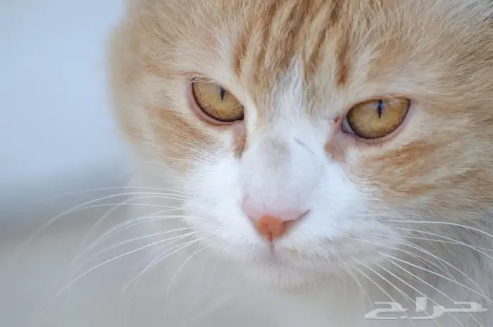 كاميرا نيكون NIKON D7000 11