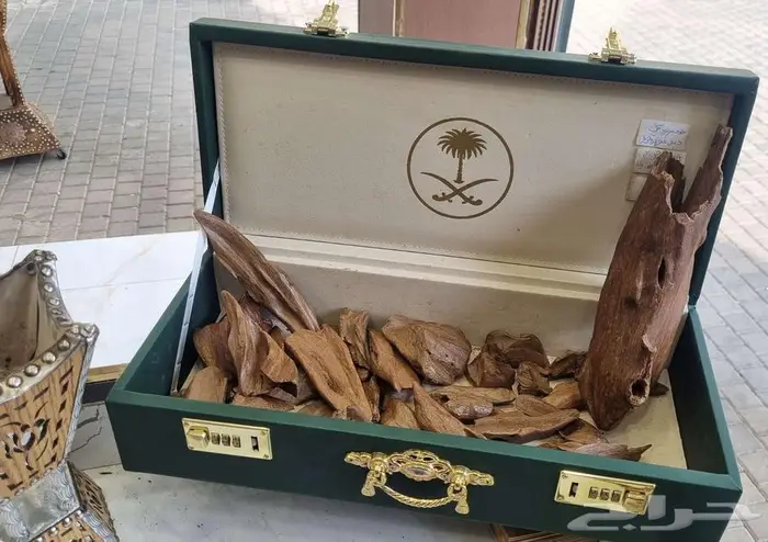عود موروكي طبيعي دبل سوبر ولايخلو من التربل للبيع او البدل 1