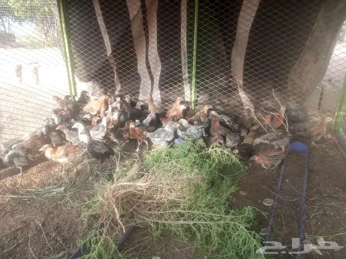 صوص دجاج بلدي وفيومي 0