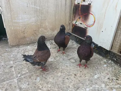 حمام كنق جوز منتج مع عياله 2