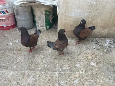 حمام كنق جوز منتج مع عياله 1