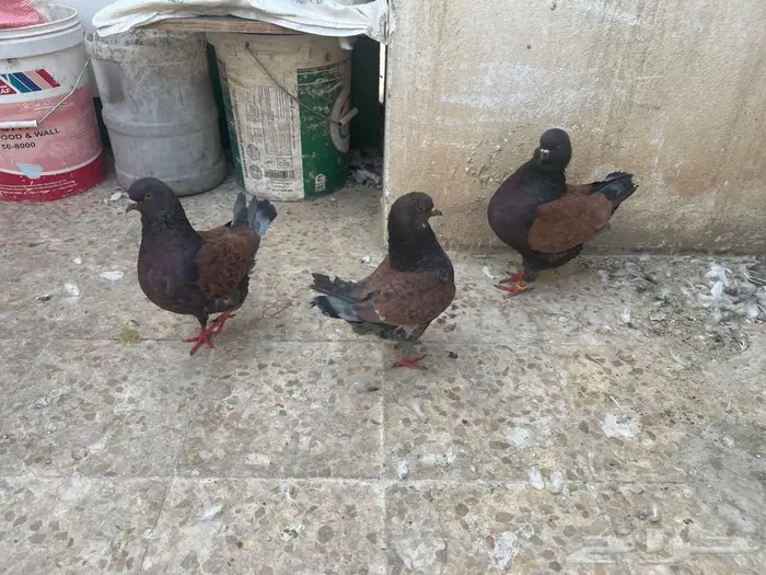 حمام كنق جوز منتج مع عياله 1