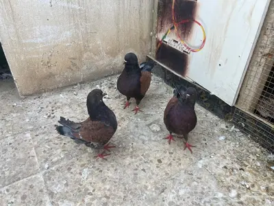 حمام كنق جوز منتج مع عياله 0