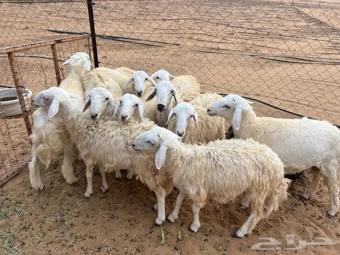 طليان تربيه للبيع 1
