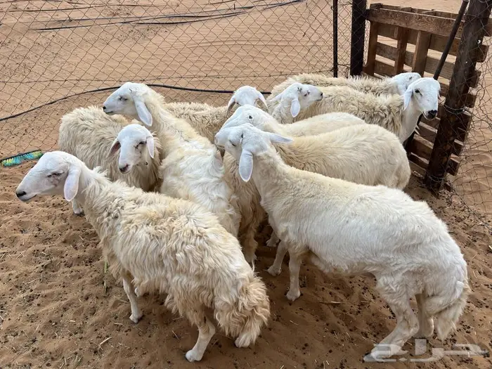 طليان تربيه للبيع 2