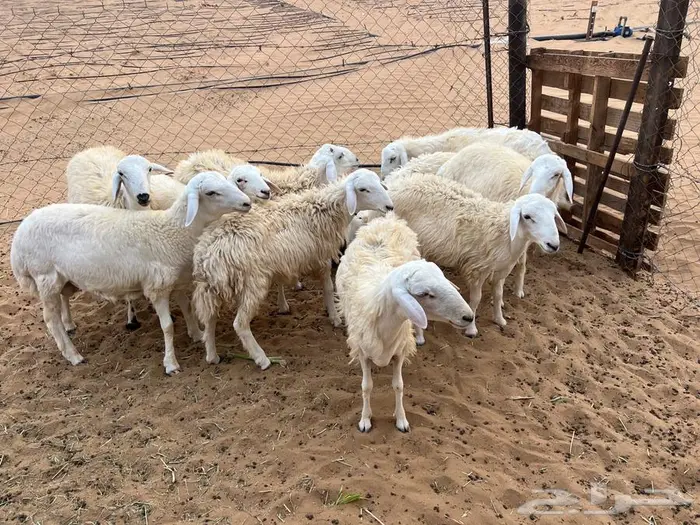 طليان تربيه للبيع 3