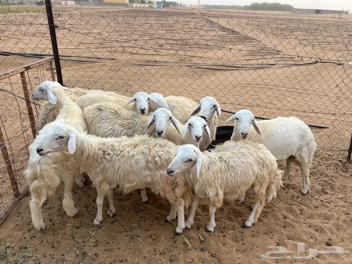 طليان تربيه للبيع 0