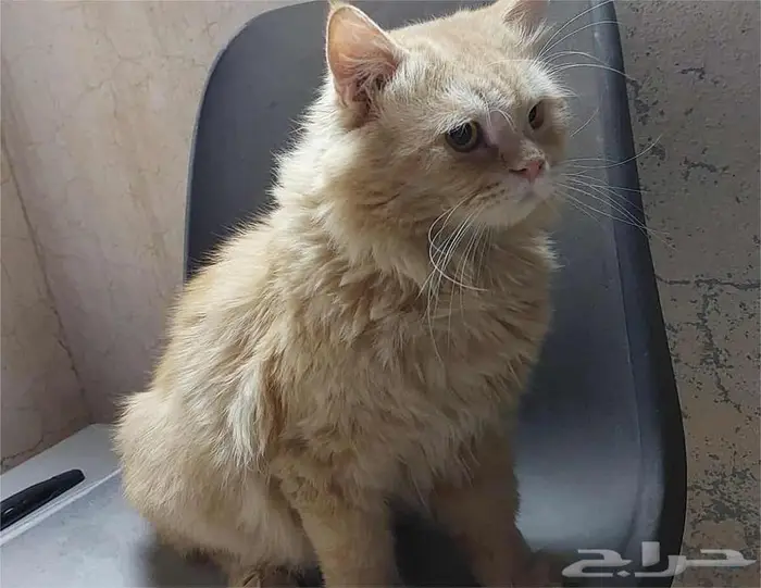 قطط للتبني في الرياض ..برسوم تبني 2