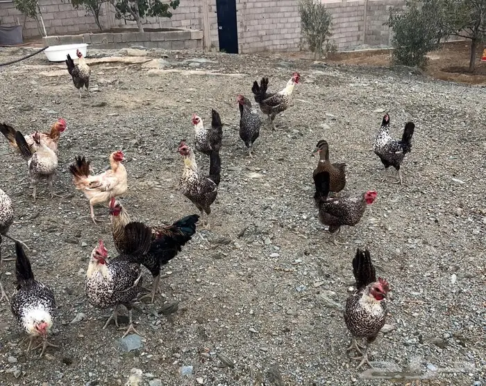 دجاج بياض للبيع 0