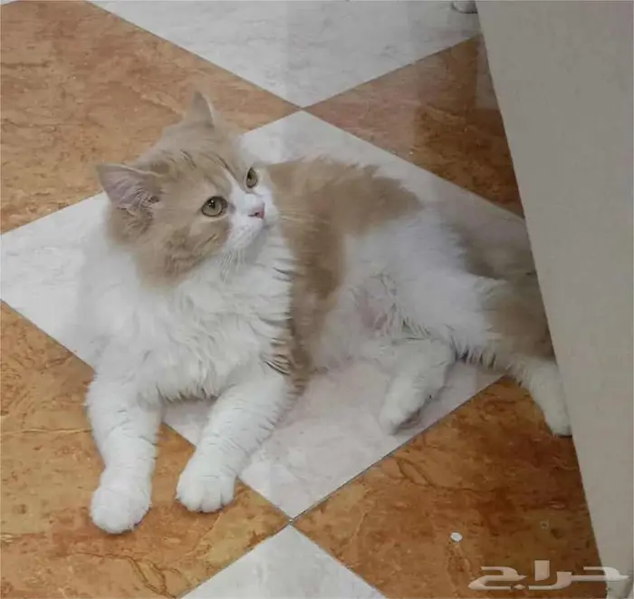 قطط للتبني في الرياض ..برسوم تبني 5
